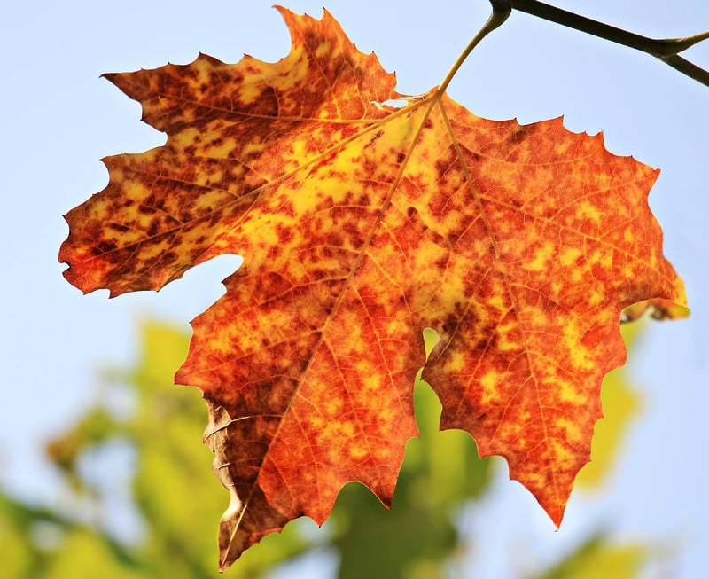 Fall Harvest