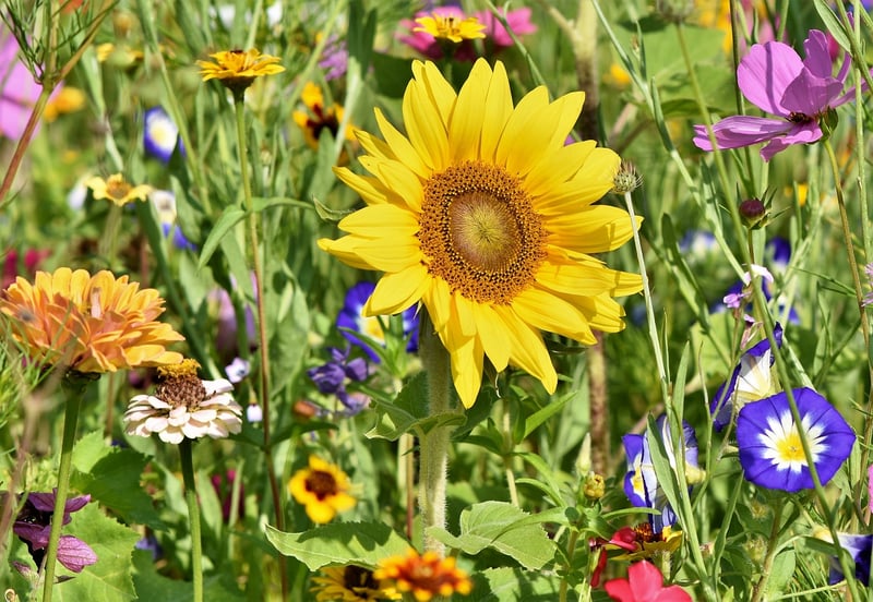 Summer Vegetable Garden