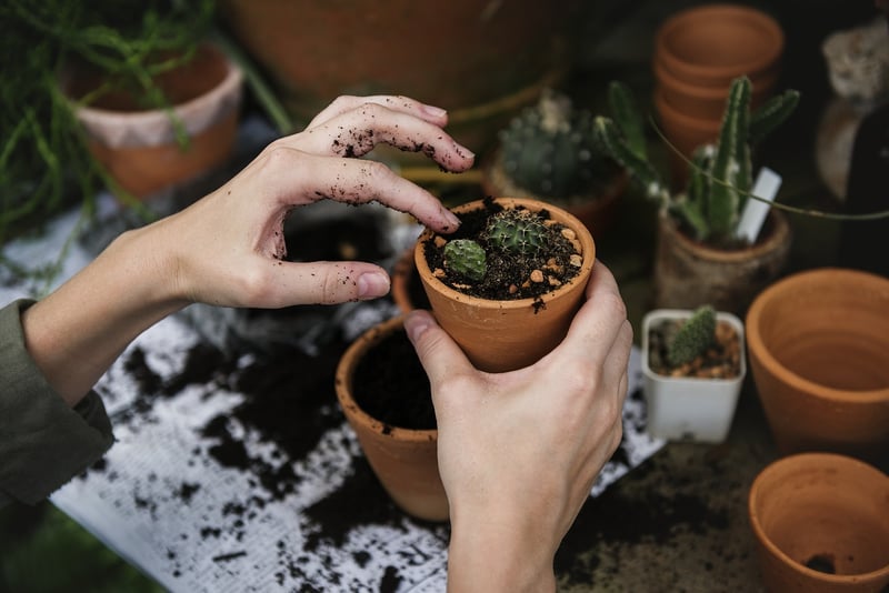 Spring Planting