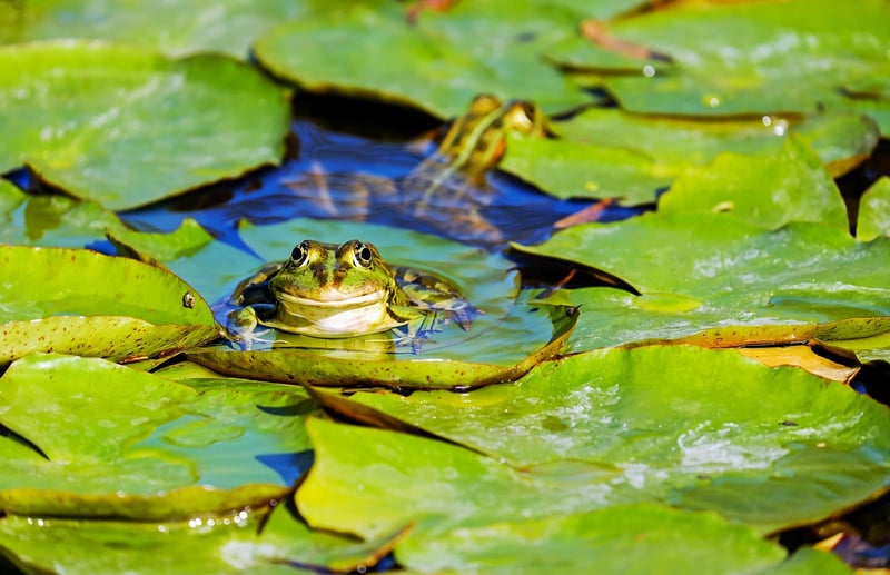 Garden pond