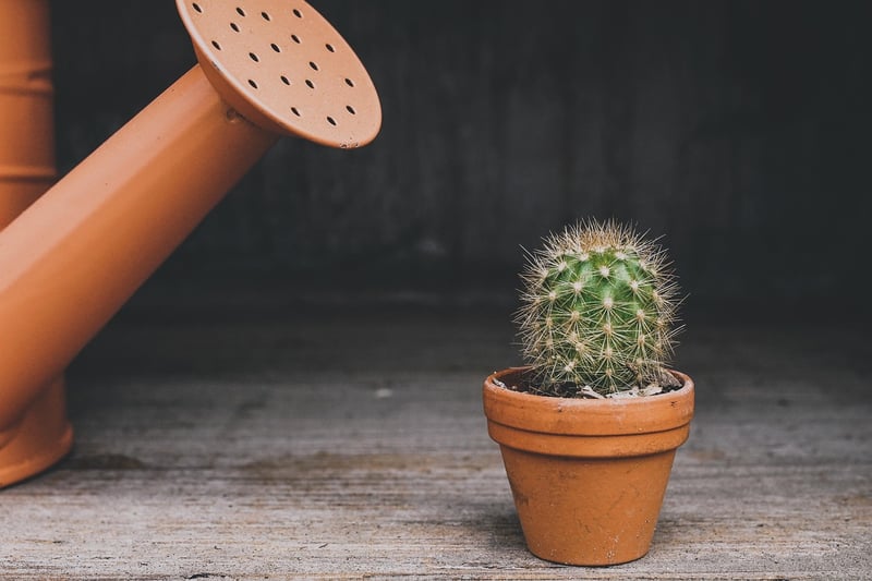 Upcycled Planters