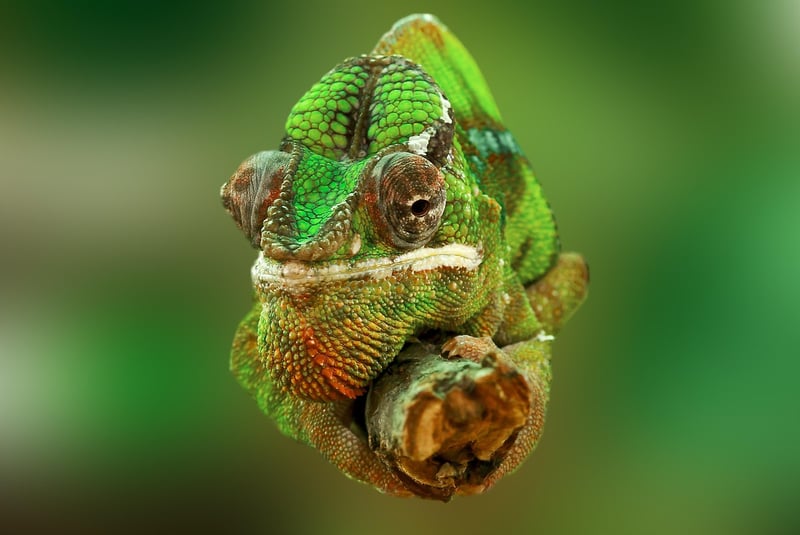Terrarium